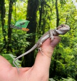 Magazoo Dragon barbu rouge Hypo #9 Bébé Mâle