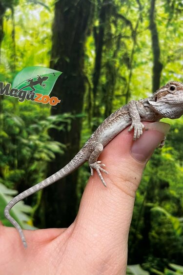 Magazoo Dragon barbu rouge Hypo #9 Bébé Mâle