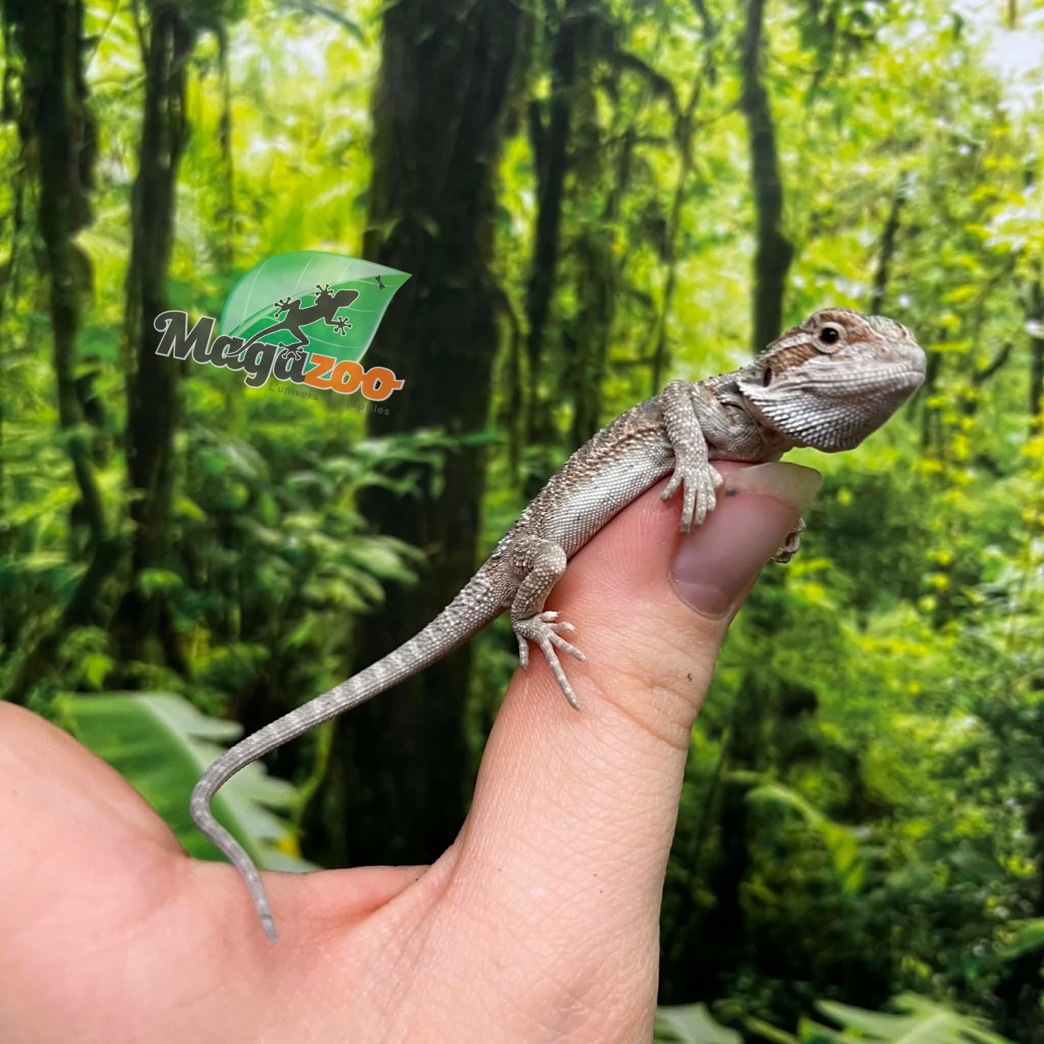 Magazoo Dragon barbu rouge Hypo #9 Bébé Mâle