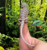 Magazoo Dragon barbu rouge Hypo #9 Bébé Mâle