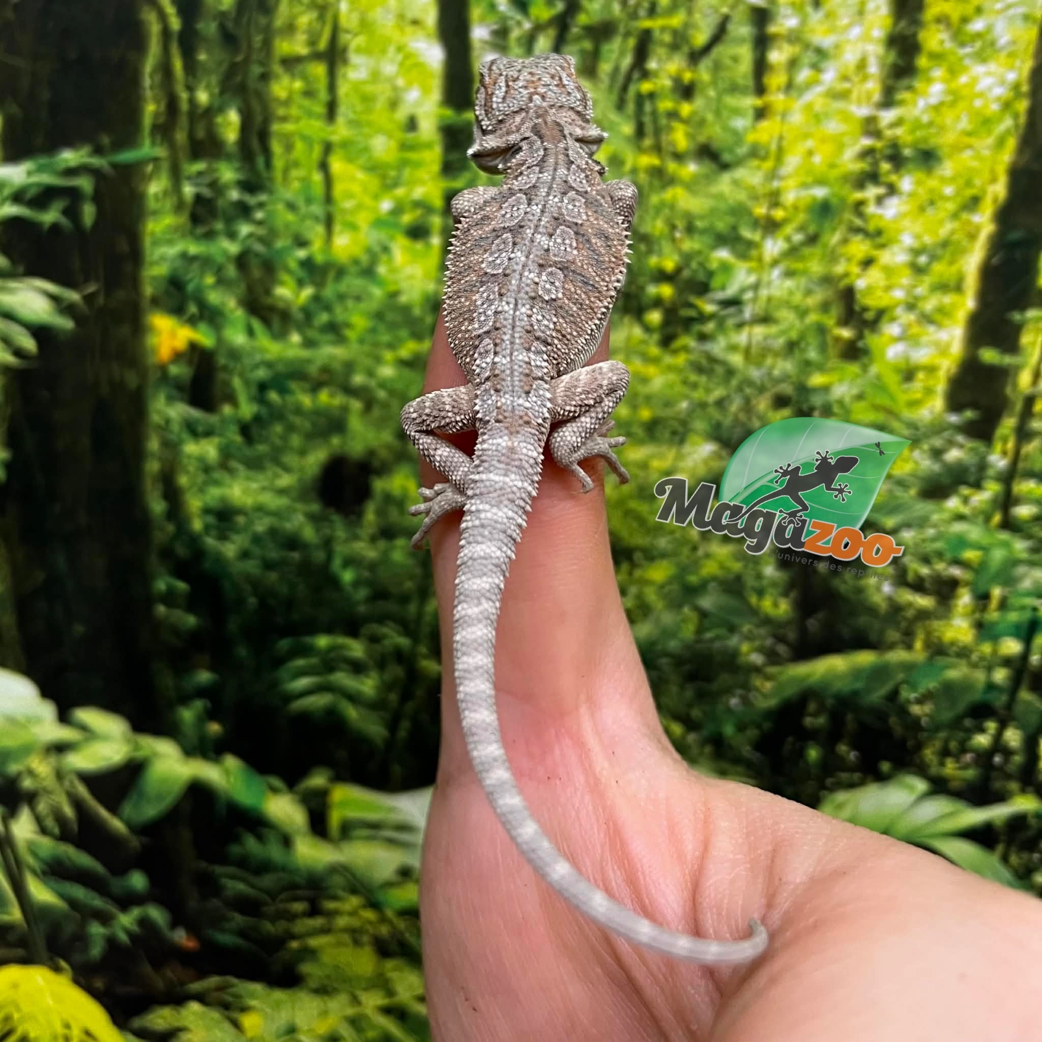 Magazoo Baby Male Red Bearded dragon #9