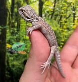Magazoo Baby Male Red Bearded dragon #9