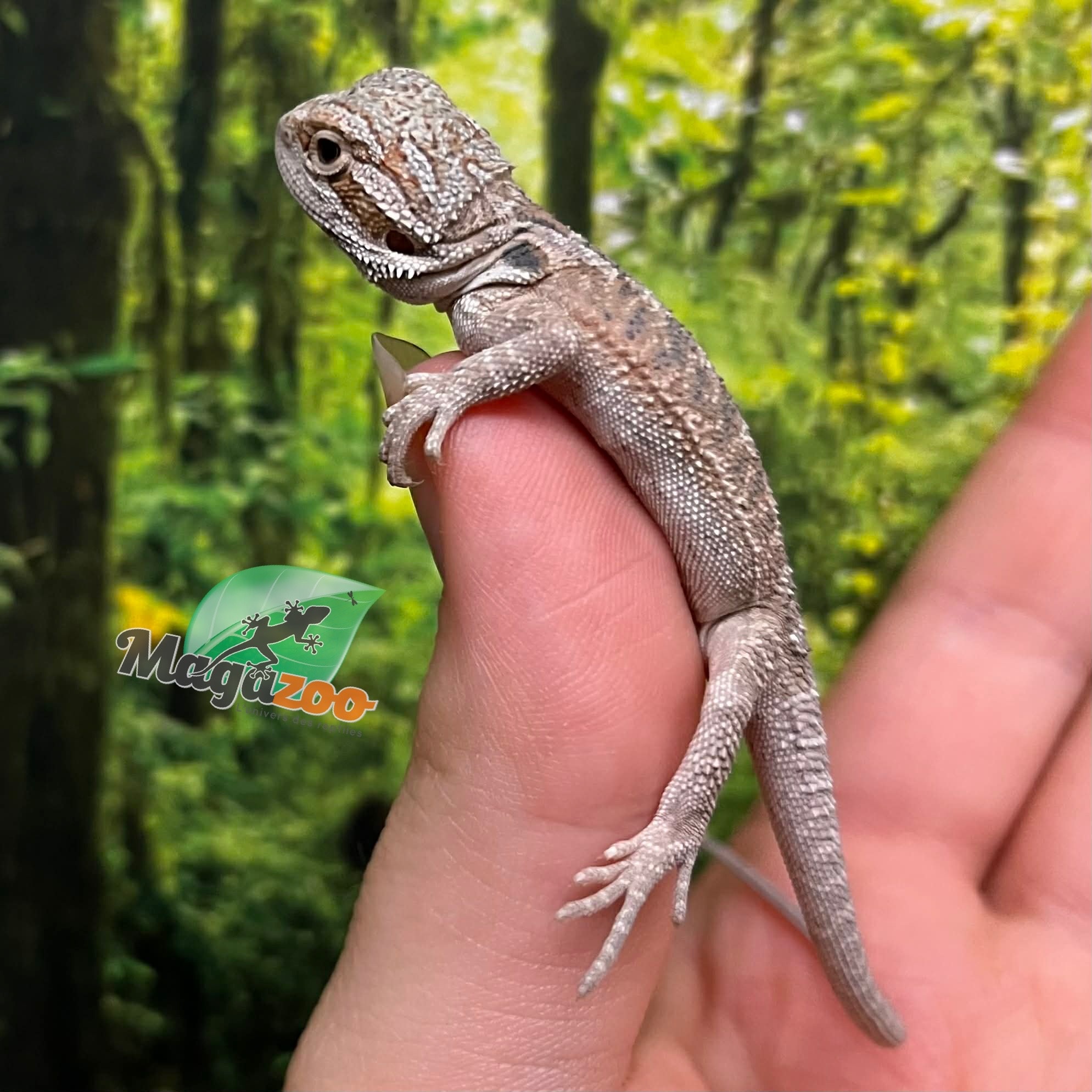 Magazoo Dragon barbu rouge Hypo #9 Bébé Mâle