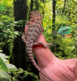 Magazoo Baby Male High red translucent Bearded dragon #1