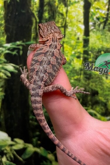 Magazoo Baby Male High red translucent Bearded dragon #1