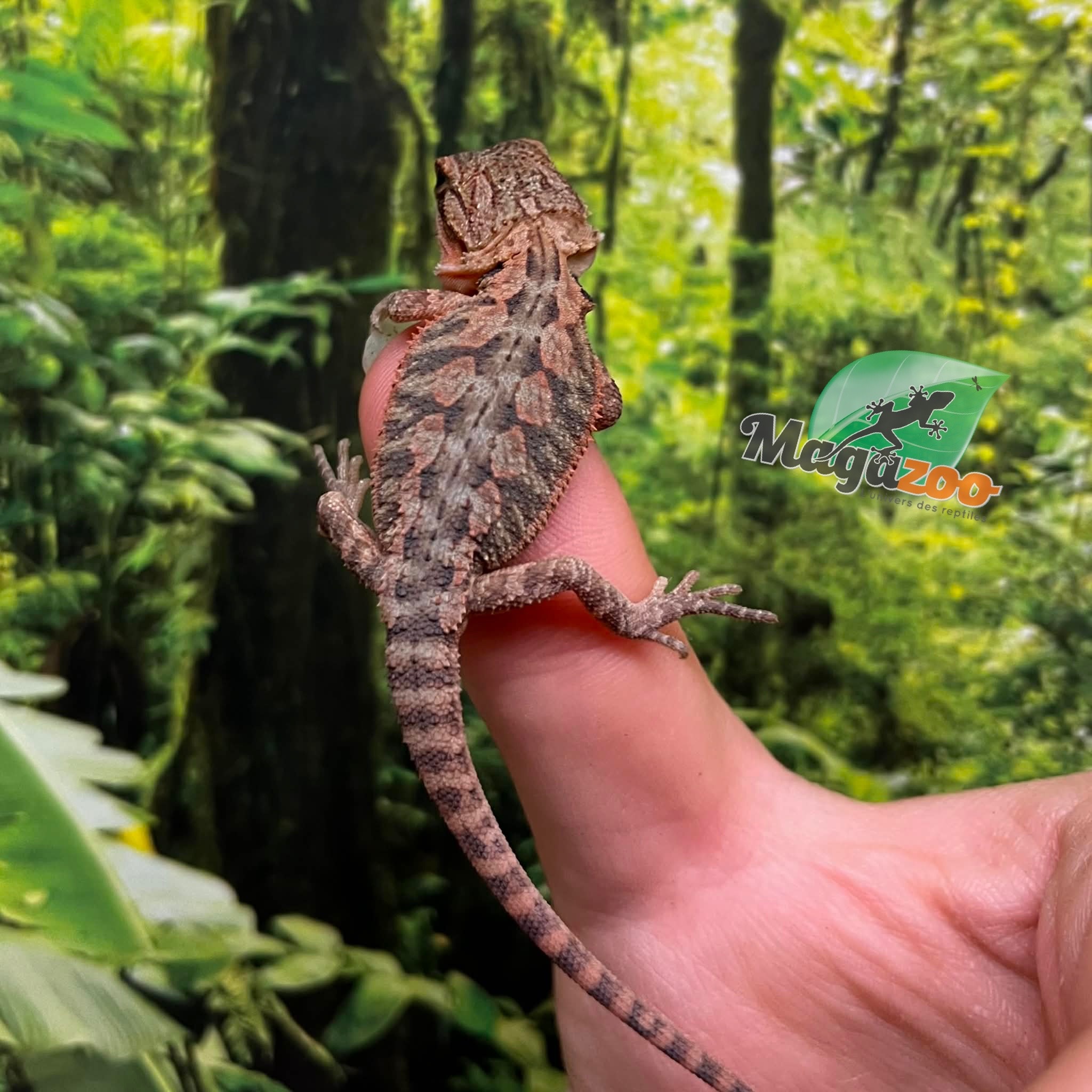 Magazoo Dragon barbu rouge translucide #1 (High red translucent) Bébé Mâle