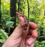 Magazoo Baby Male High red translucent Bearded dragon #1