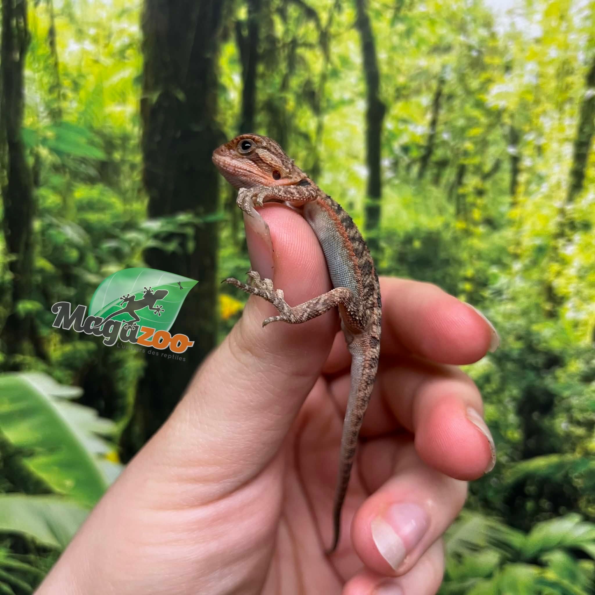 Magazoo Baby Male High red translucent Bearded dragon #1