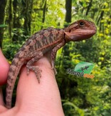 Magazoo Baby Male High red translucent Bearded dragon #1