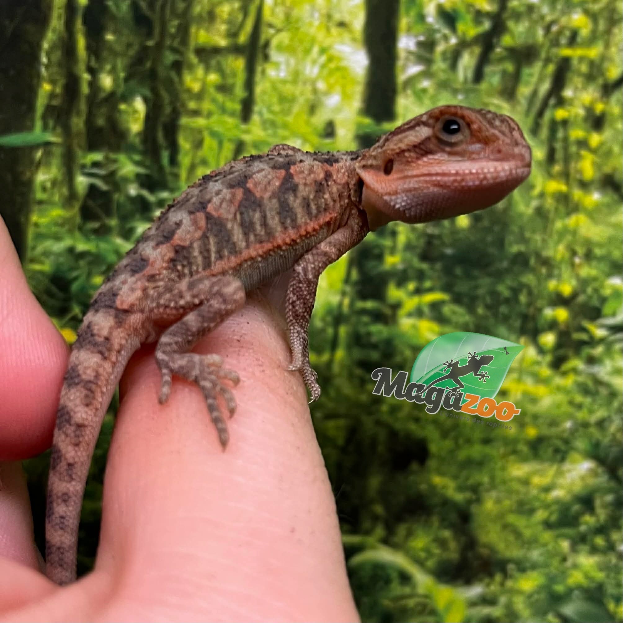 Magazoo Baby Male High red translucent Bearded dragon #1