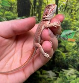 Magazoo Dragon barbu rouge hypo #7 Bébé Mâle