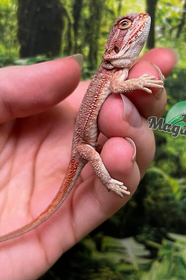 Magazoo Dragon barbu rouge hypo #7 Bébé Mâle
