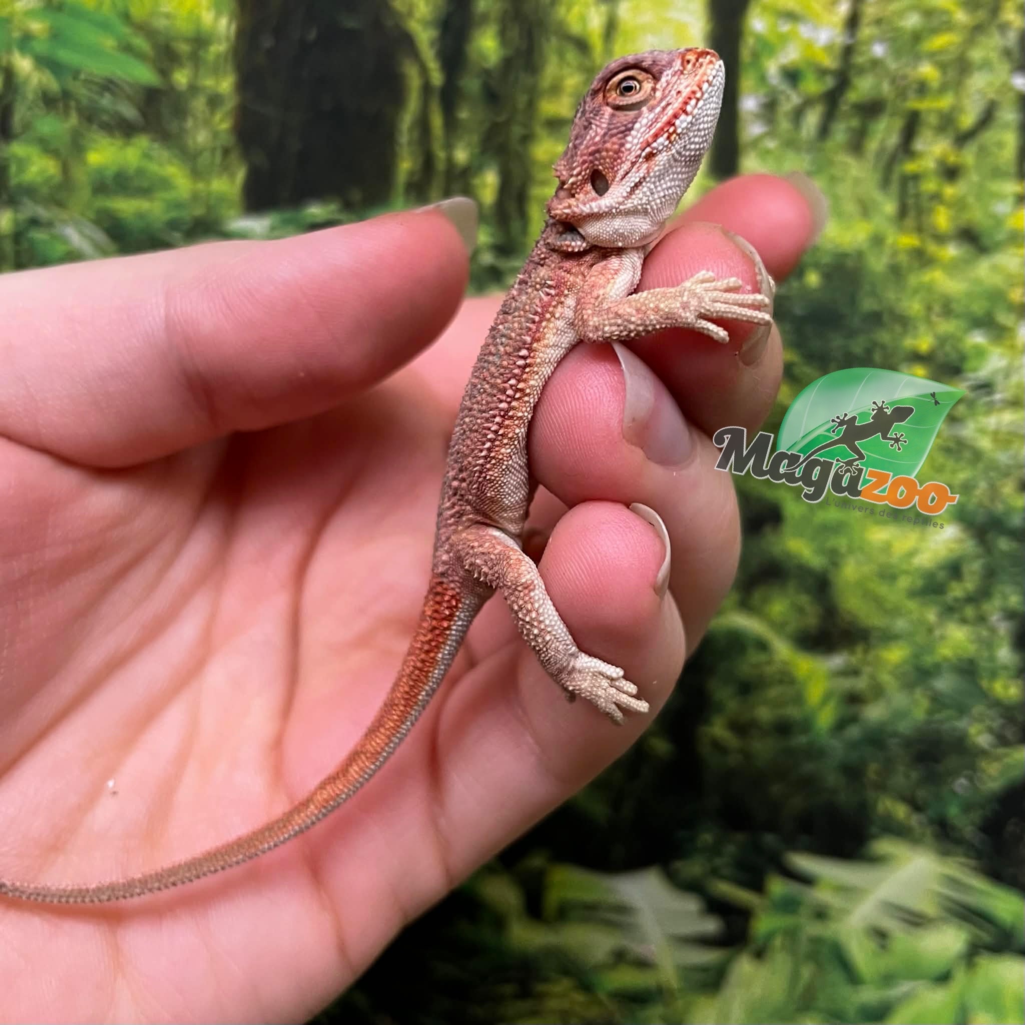 Magazoo Baby Male Red Bearded dragon #7