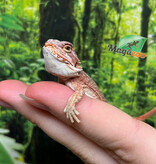 Magazoo Dragon barbu rouge hypo #7 Bébé Mâle
