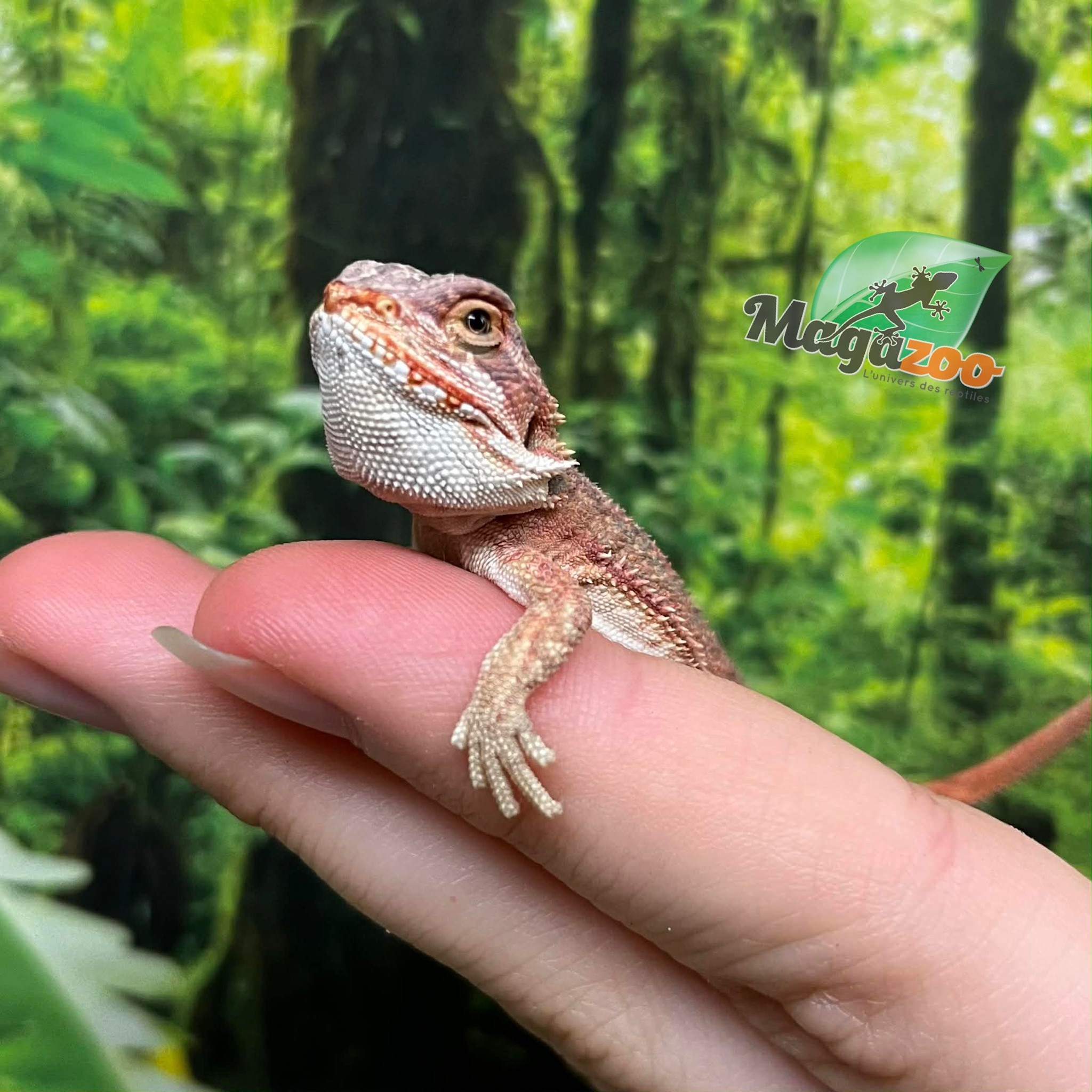 Magazoo Baby Male Red Bearded dragon #7