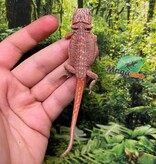 Magazoo Dragon barbu rouge hypo #7 Bébé Mâle