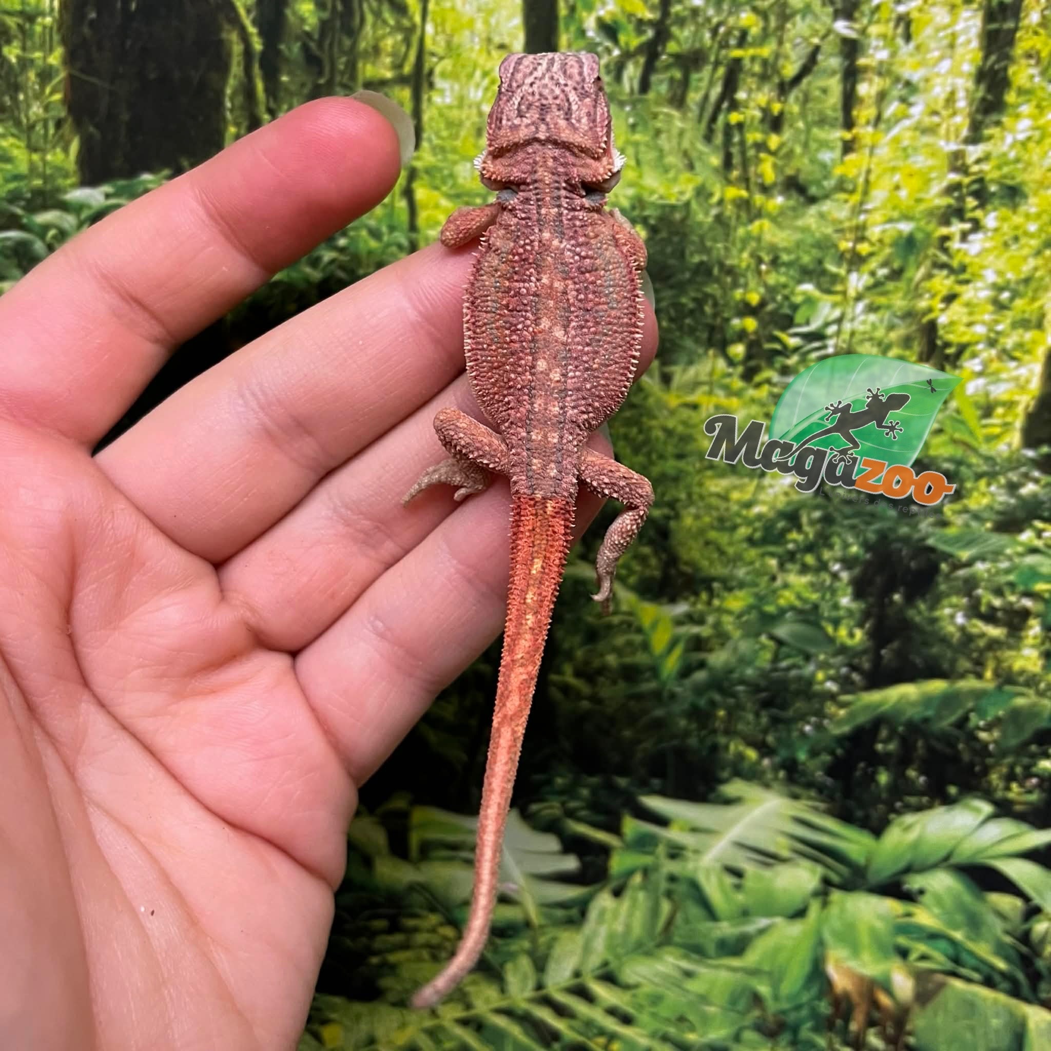 Magazoo Baby Male Red Bearded dragon #7