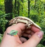Magazoo Lilly White Juvenile Female Crested Gecko