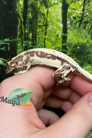 Magazoo Lilly White Juvenile Female Crested Gecko