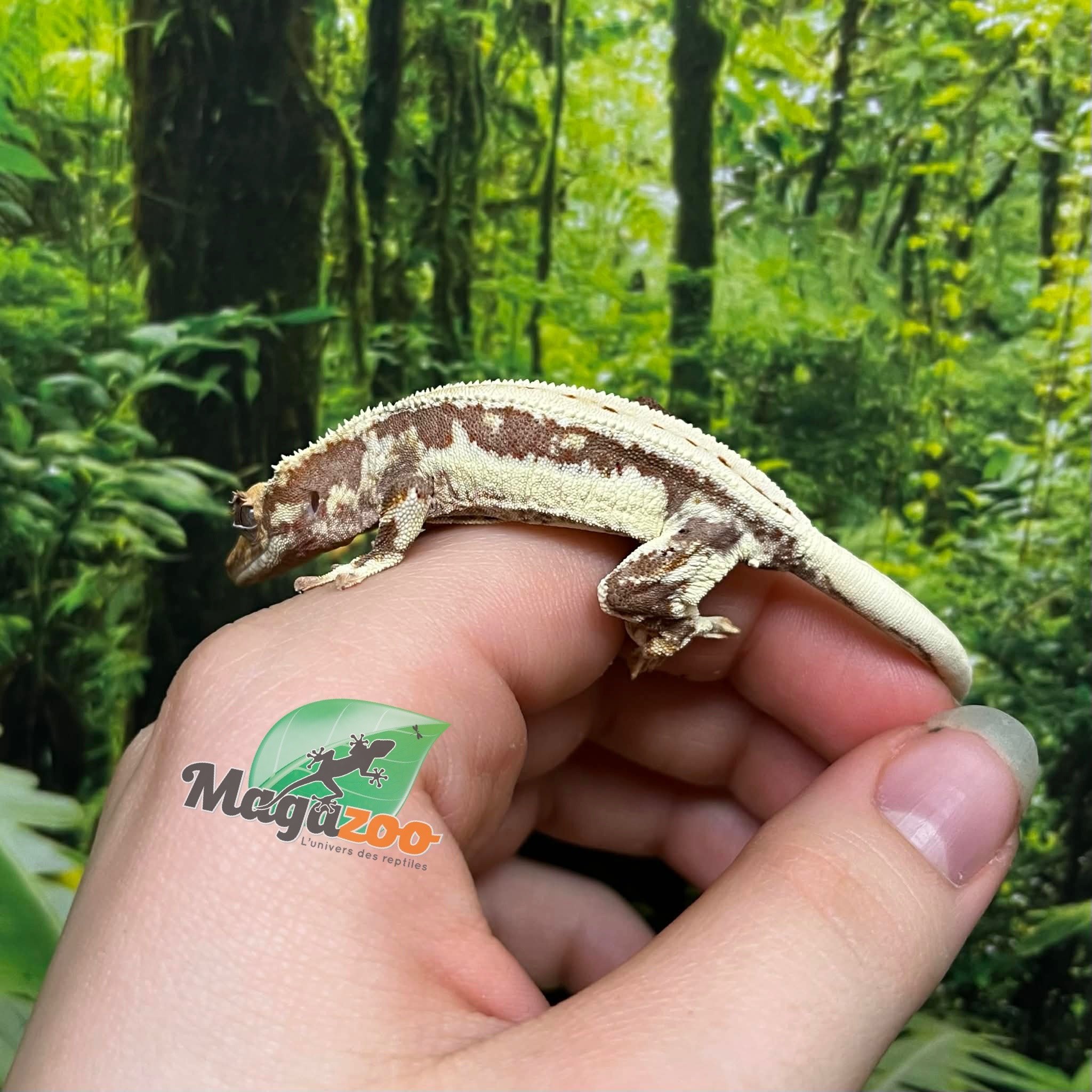 Magazoo Gecko à Crête Lilly White Juvénile Femelle