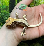 Magazoo Gecko à Crête Lilly White Juvénile Femelle