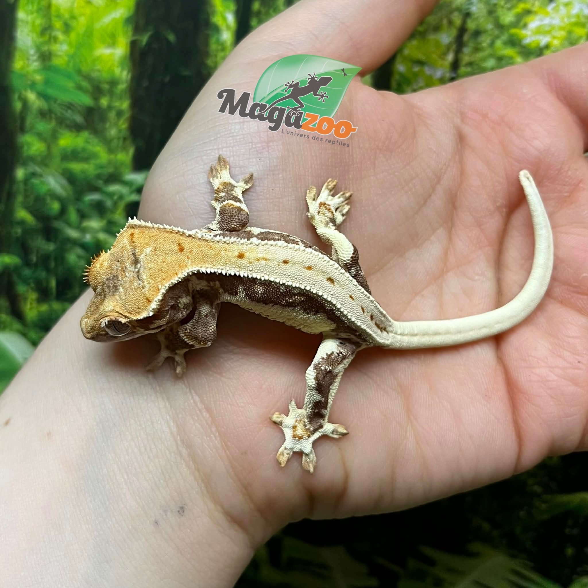 Magazoo Gecko à Crête Lilly White Juvénile Femelle
