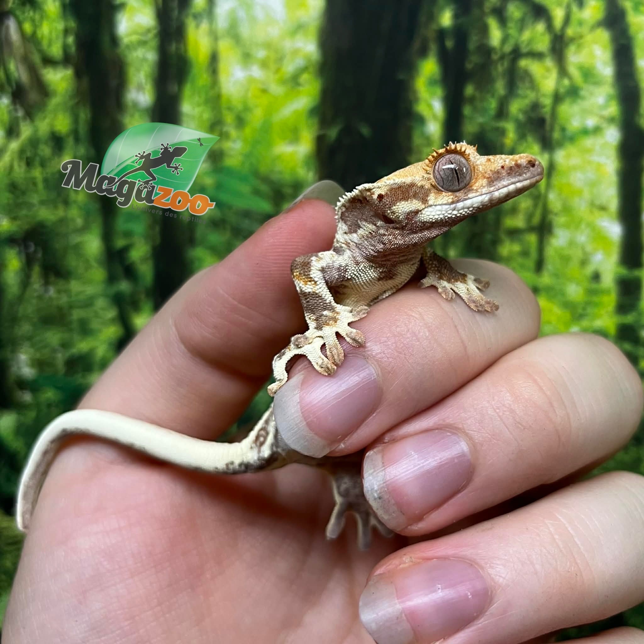 Magazoo Lilly White Juvenile Female Crested Gecko