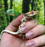 Magazoo Gecko à Crête Lilly White Juvénile Femelle