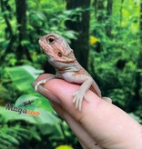 Magazoo Baby Male High Red Translucent Bearded dragon #2