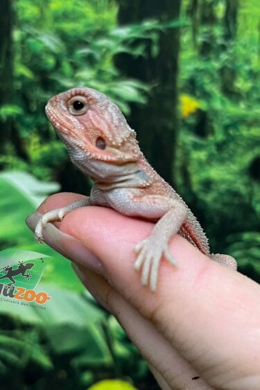 Magazoo Baby Male High Red Translucent Bearded dragon #2
