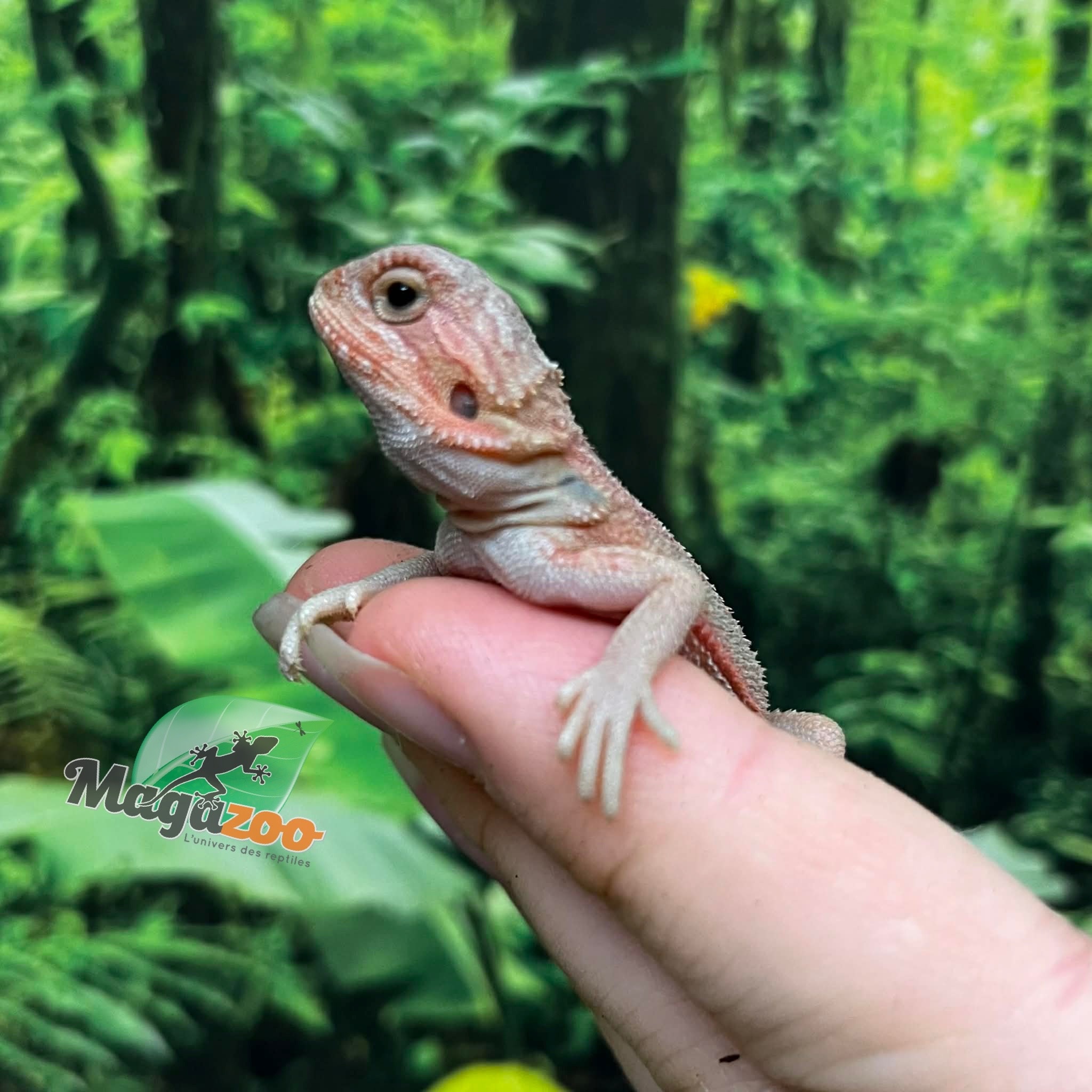 Magazoo Baby Male High Red Translucent Bearded dragon #2