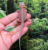 Magazoo Baby Male High Red Translucent Bearded dragon #2