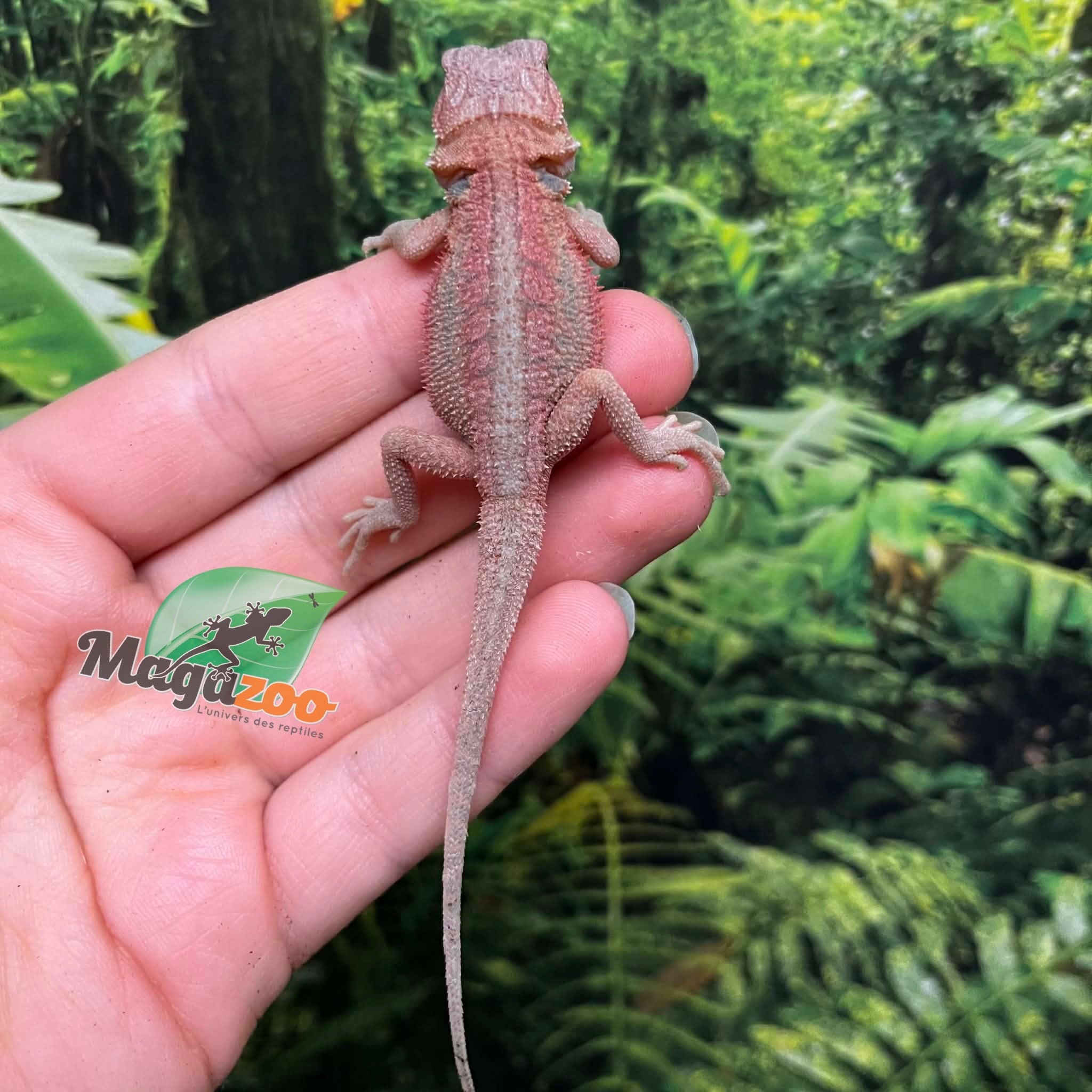 Magazoo Dragon barbu rouge translucide hypo #2 Bébé Mâle (High red translucent)