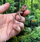 Magazoo Baby Male High Red Translucent Bearded dragon #2