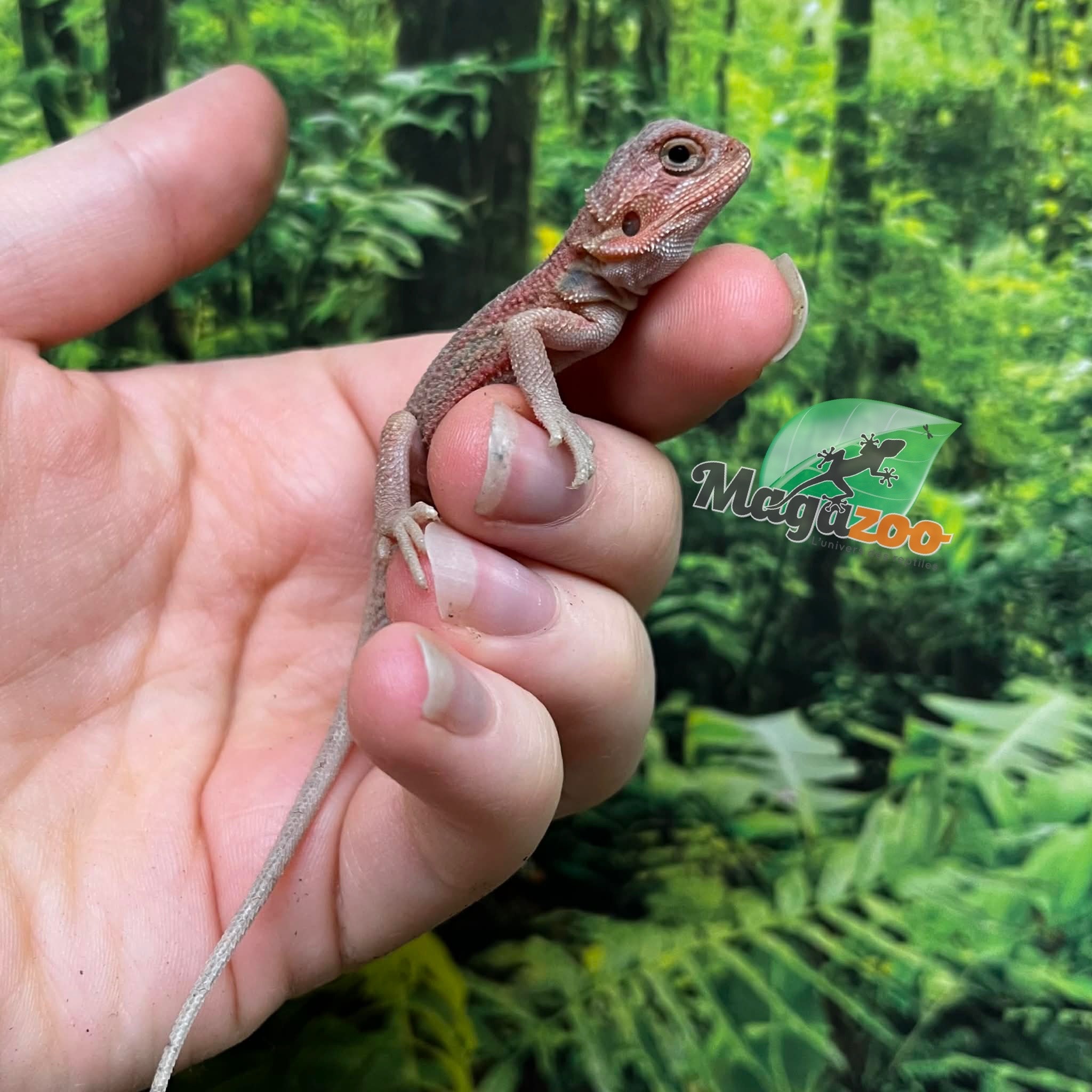 Magazoo Dragon barbu rouge translucide hypo #2 Bébé Mâle (High red translucent)