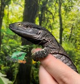 Magazoo Captive Born Black-throat monitor #1