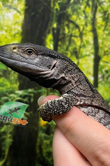 Magazoo Captive Born Black-throat monitor #1