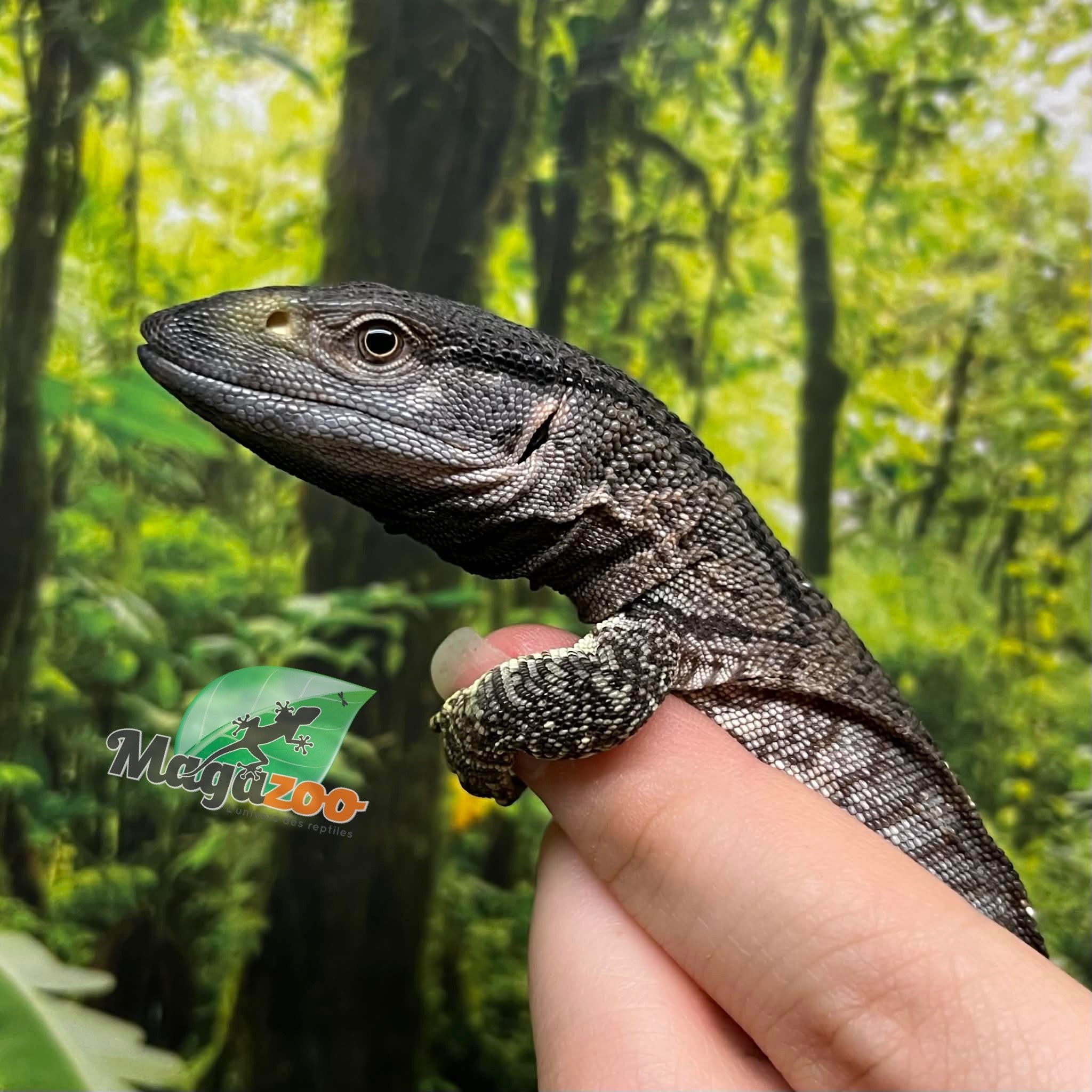 Magazoo Captive Born Black-throat monitor #1