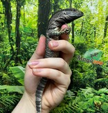 Magazoo Captive Born Black-throat monitor #1