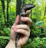 Magazoo Varan à gorge noire #1 né en captivité