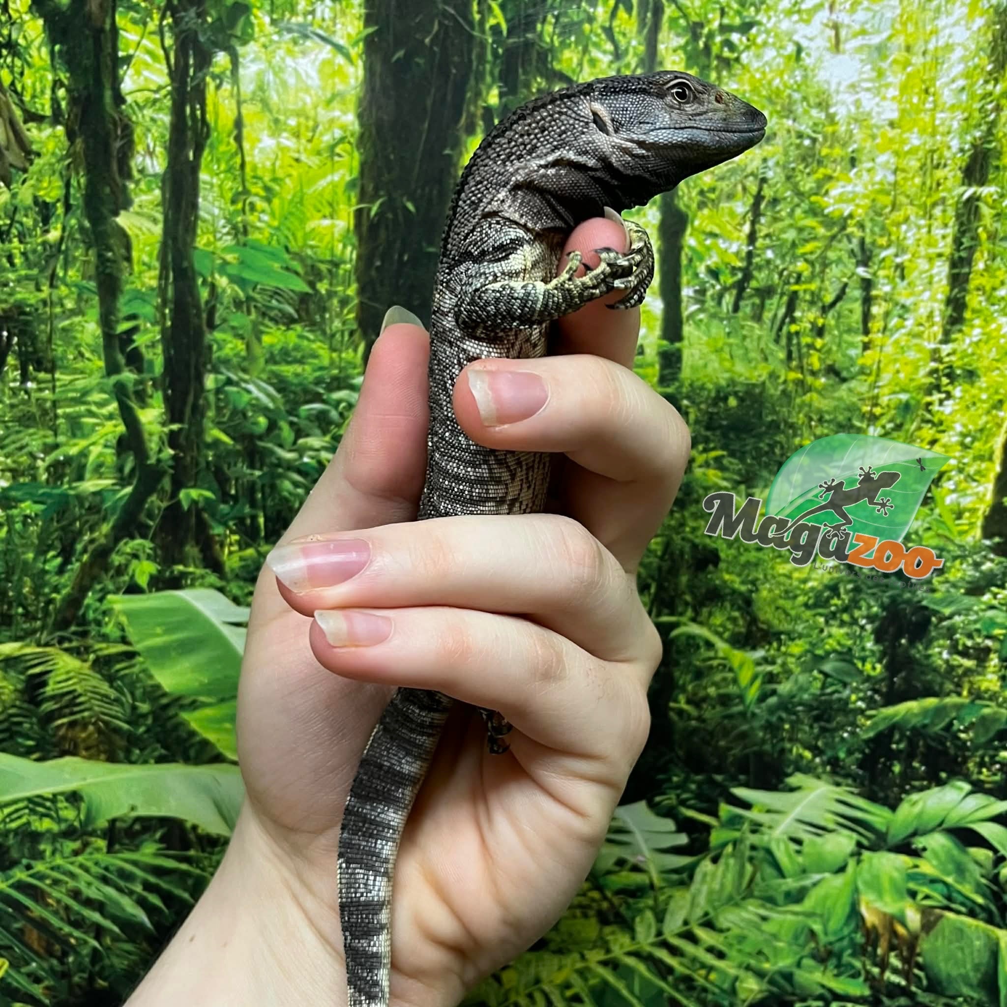 Magazoo Captive Born Black-throat monitor #1