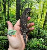 Magazoo Captive Born Black-throat monitor #1