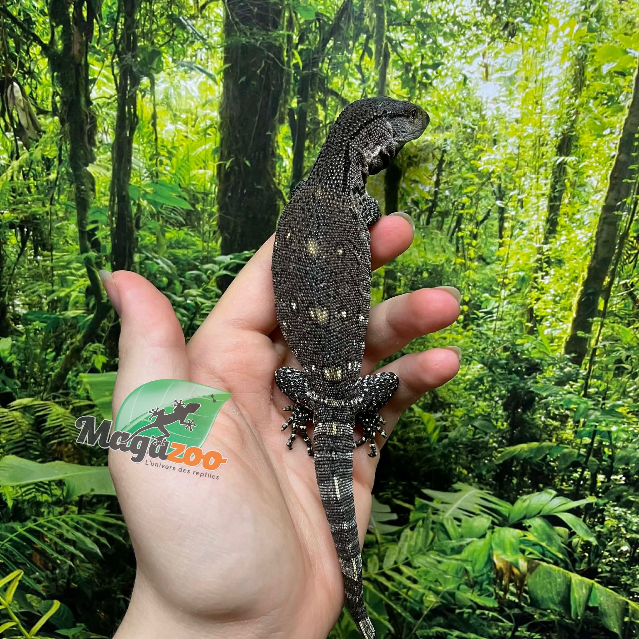 Magazoo Captive Born Black-throat monitor #1