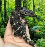 Magazoo Black-throat monitor #2 Captive Born