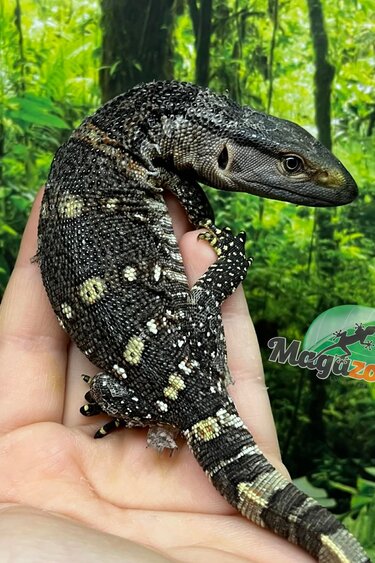 Magazoo Black-throat monitor #2 Captive Born