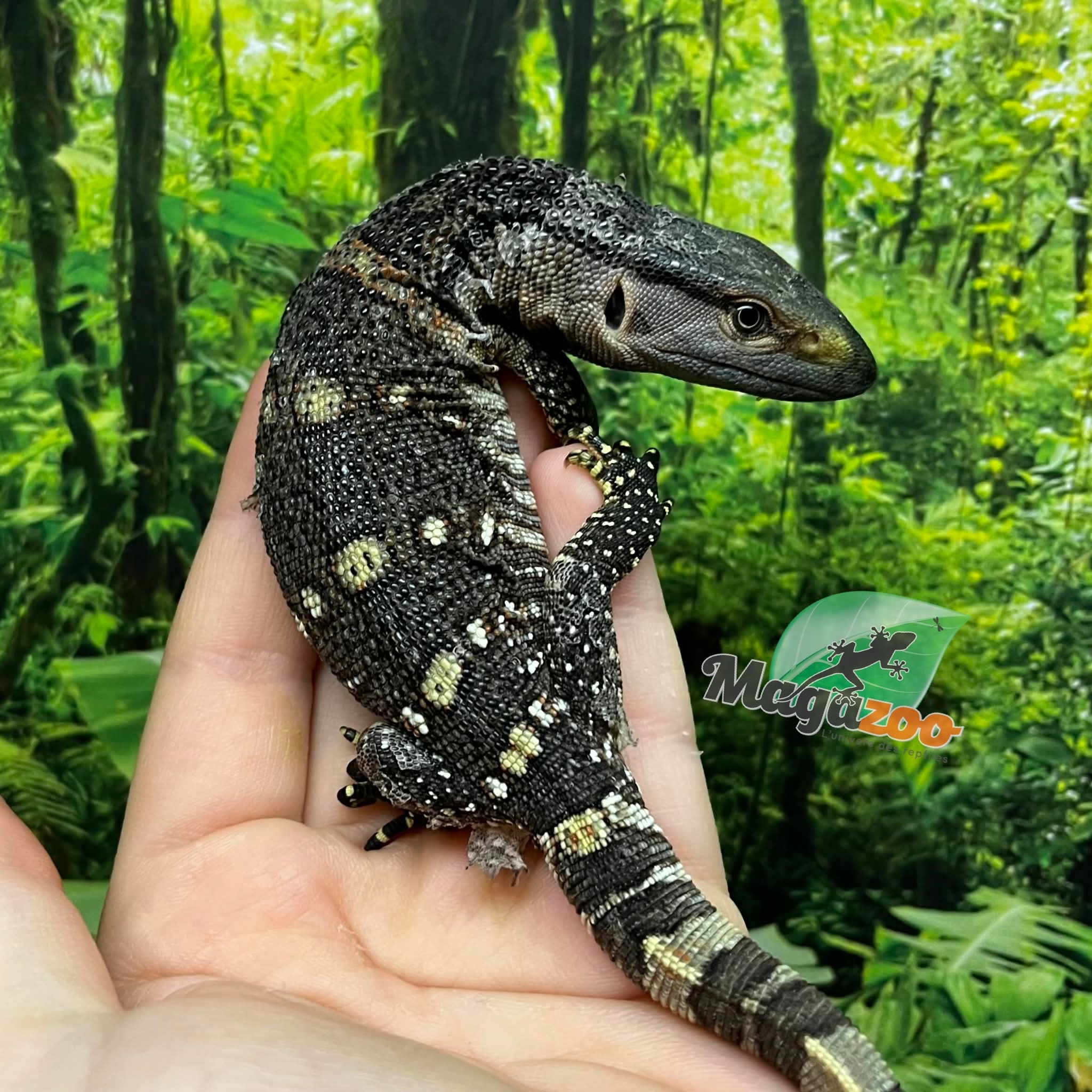 Magazoo Black-throat monitor #2 Captive Born