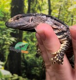 Magazoo Black-throat monitor #2 Captive Born