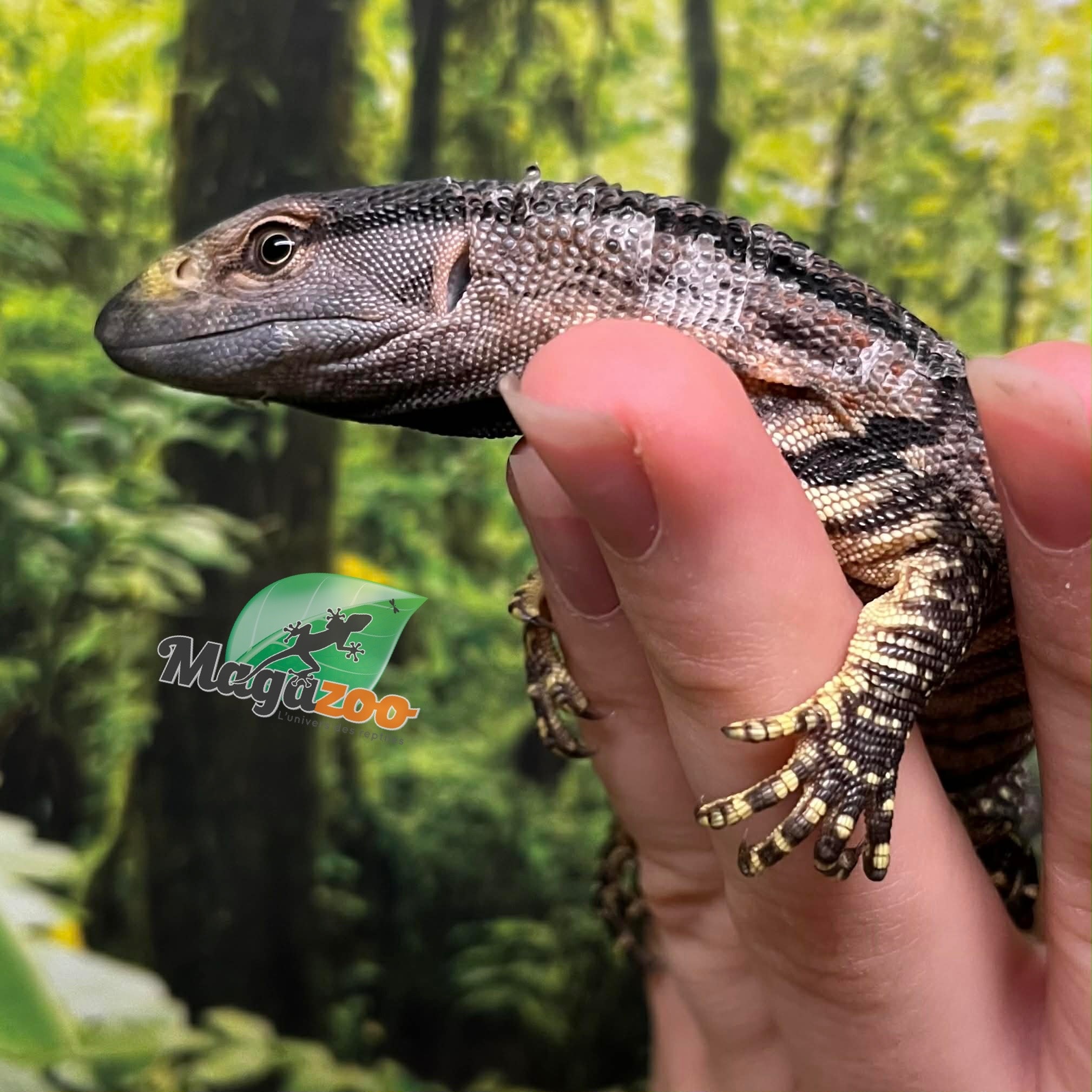 Magazoo Black-throat monitor #2 Captive Born