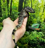 Magazoo Black-throat monitor #2 Captive Born