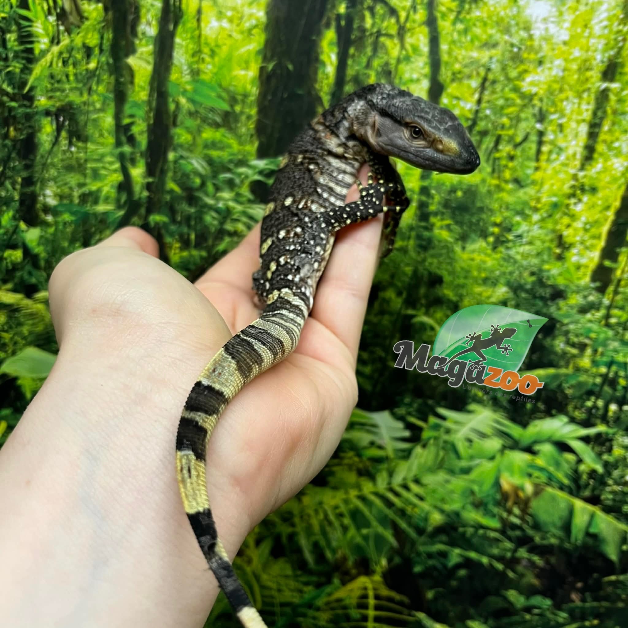 Magazoo Varan à gorge noire #2 né en captivité